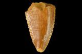 Serrated, Raptor Tooth - Real Dinosaur Tooth #167189-1
